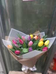 Tulipan full colorours