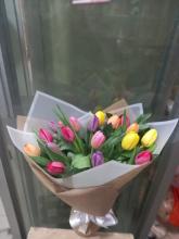 Tulipan full colorours